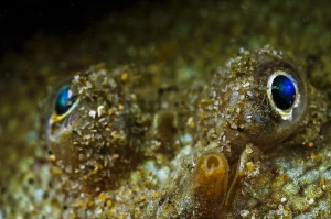 ~ Old Blue Eyes ~ by Geo Cloete 